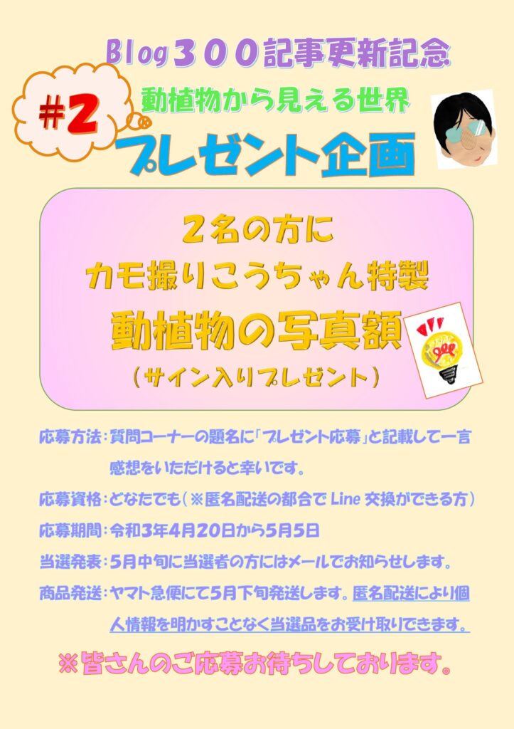 Blog300記事更新記念 カモ撮りこうちゃんプレゼント企画 動植物から見える世界