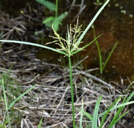 カヤツリグサ
