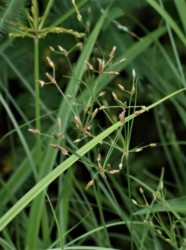 カヤツリグサ科