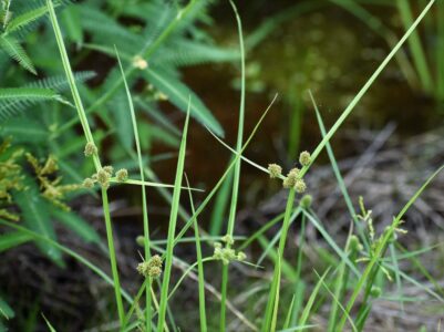 カヤツリグサ科