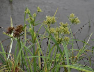 カヤツリグサ科