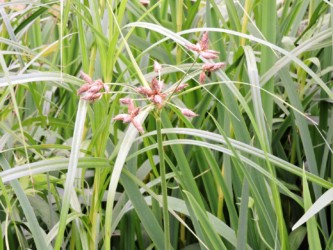 カヤツリグサ科