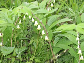 ユリ科アマドコロ