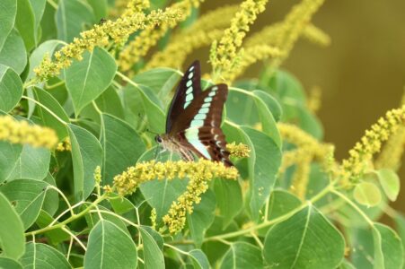 ナンキンハゼの蜜を吸う