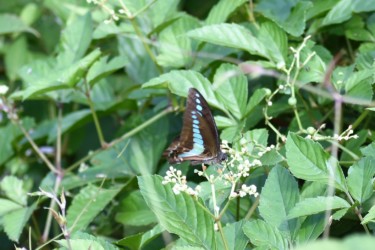 ヤブガラシの蜜を吸う