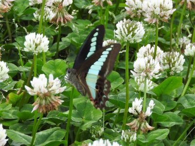 シロツメクサの蜜を吸う