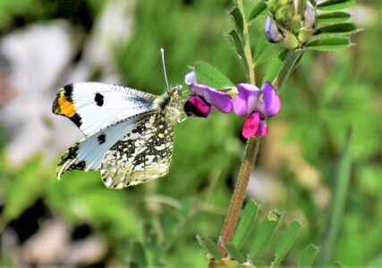 カラスノエンドウの蜜を吸う