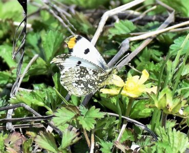 ヘビイチゴの蜜を吸う
