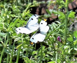 上がメス 下がオス