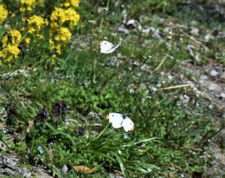 オス同士のせめぎ合い