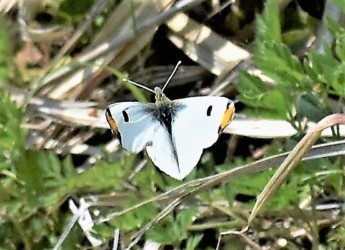 ツマキチョウ オス