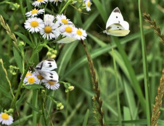 交尾拒否して尻尾を上げる