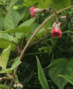 花の変種