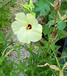 ハナオクラ 花
