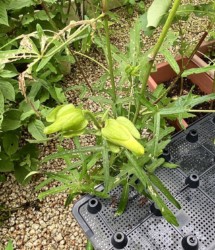 ハナオクラ ツボミ