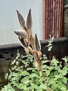 ハナオクラ 実
