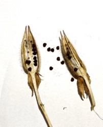 ハナオクラ タネ