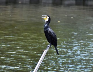 高いところが好き