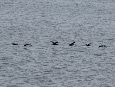 カワウ等間隔で飛ぶ