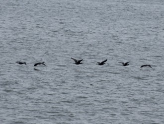 カワウ等間隔で飛ぶ