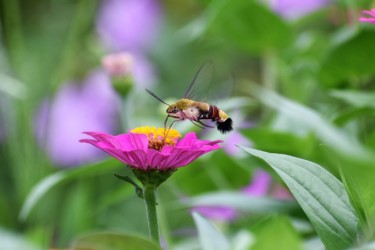 オオスカシバ 口吻を伸ばして吸蜜中