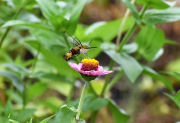 口吻を伸ばして吸蜜中