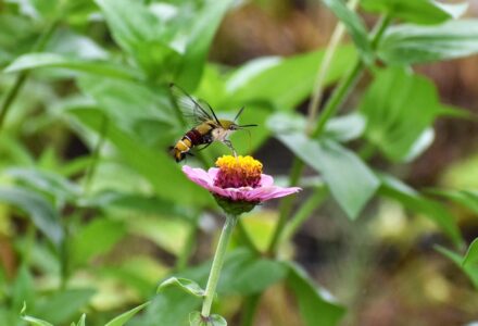 口吻を伸ばして吸蜜中