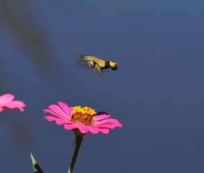 口吻を丸めて飛翔中