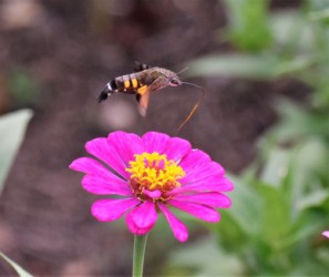 ホシホウジャク 口吻を伸ばして吸蜜中