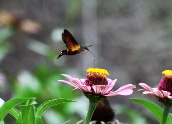 口吻を伸ばして吸蜜中
