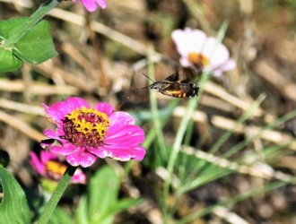 口吻を伸ばして吸蜜中