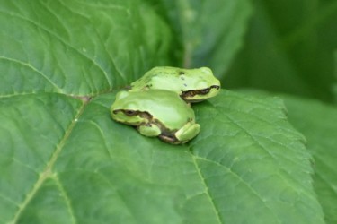 普通の色のアマガエル