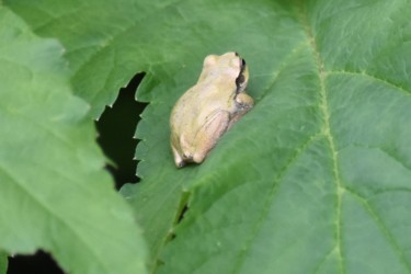 白いアマガエル