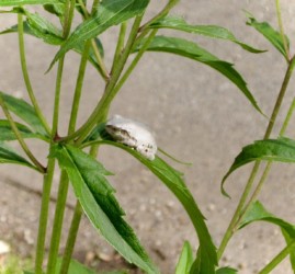 白いアマガエル