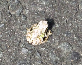 模様があるアマガエル 変種か