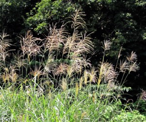 オバナ(ススキ)