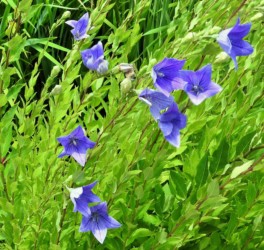 アサガオ(キキョウ)