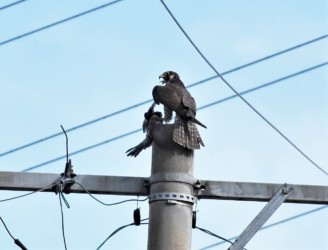 狩ったばかりで興奮している