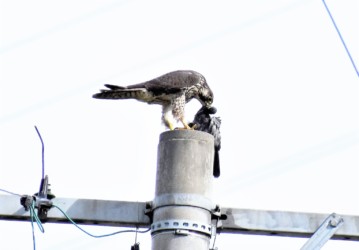 ハトを引きずり上げる