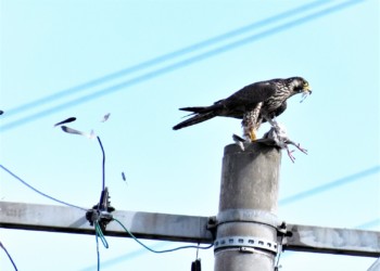 啄んで風で羽が飛ぶ