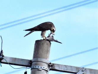 足の部分を啄む