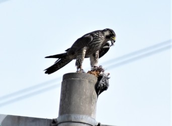 ハトが食べたイネが出てきた