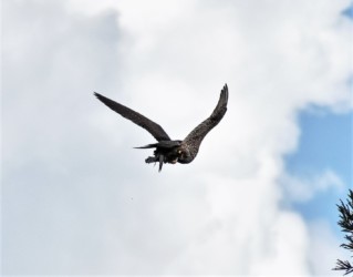 トビを見て獲物を掴んで飛び立つ