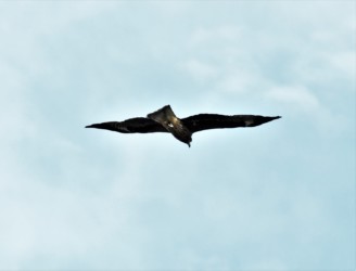 獲物を横取りしようとしたトビ