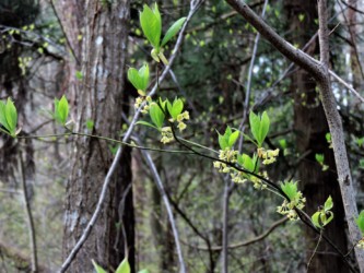 クロモジの花と葉