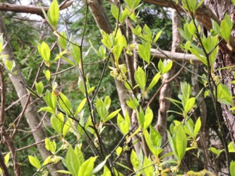 クロモジの花と葉