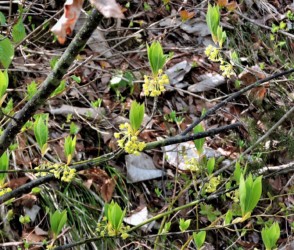 黒と灰色のクロモジの枝