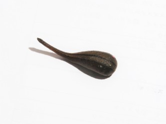 頭を伸ばし始めたヤマビル