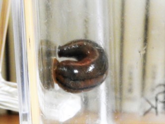 頭と尻尾を吸いつけて丸まる