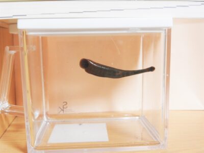 プラ板に尻尾を吸いつけて伸びる